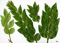 SpeciesSub: var. myrianthum